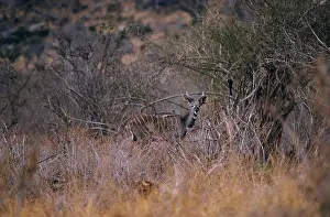 Kudus: Lesser Kudu