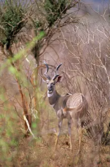 Kudus: Lesser Kudu