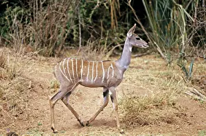 Kudus: Lesser Kudu