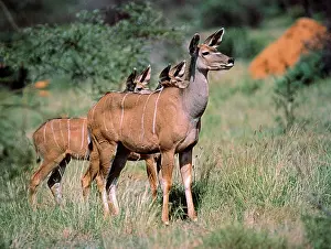 Kudus: Lesser Kudu