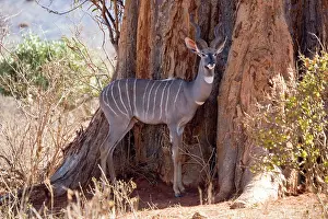 Kudus: Lesser kudu