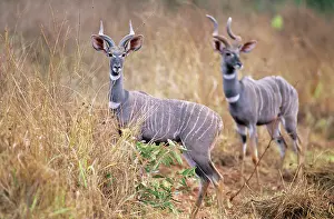 Kudus: Lesser Kudu - two animals in long grass