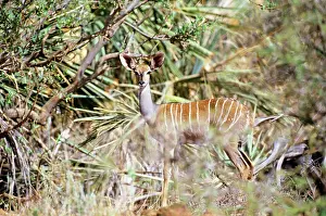 Kudus: Lesser Kudu - camouflaged in vegetation