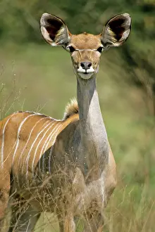 Kudus: Lesser Kudu - Female, portrait