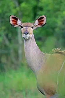 Kudus: Lesser Kudu - Female, portrait
