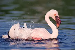 Bathing: Lesser lesser flamingo (Phoenicopterus minor), bathing