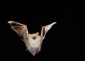 Geoffroyi: Lesser long-eared Bat - in flight