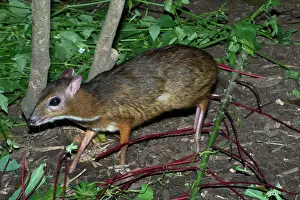 Malay: Lesser Malay MOUSE DEER - Night active