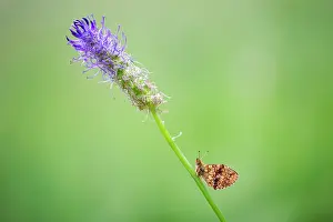 Fritillary: Lesser Marbled Fritillary