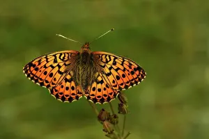 Focus: Lesser Marbled Fritillary