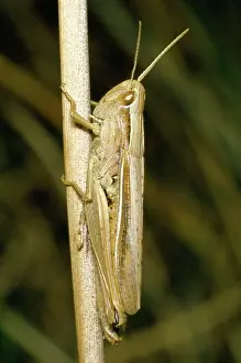 Chorthippus: LESSER MARSH GRASSHOPPER