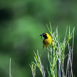 Ploceidae: Lesser Masked Weaver in Kruger National park, South