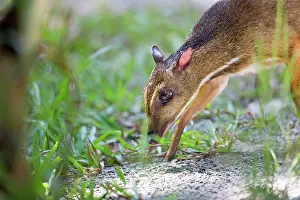 Malay: Lesser Mouse-deer / Kanchil / Lesser Malay Chevrotain