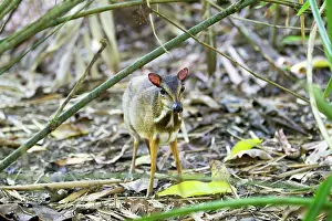 Malay: Lesser Mouse-deer / Kanchil / Lesser Malay Chevrotain