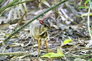 Malay: Lesser Mouse-deer / Kanchil / Lesser Malay Chevrotain