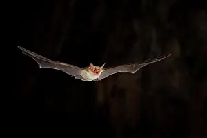 Myotis: Lesser mouse-eared bat (Myotis blythii) in flight