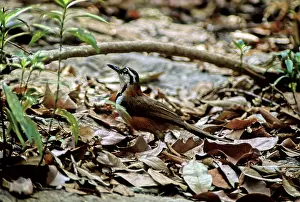 Garrulax: Lesser Necklaced Laughing Thrush, Cambodia
