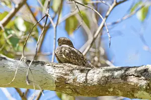 Concealment: Lesser Nighthawk
