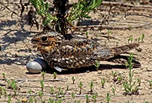 Nighthawk: Lesser Nighthawk (Chordeiles acutipennis)
