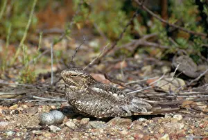 Nighthawk: Lesser Nighthawk - and eggs
