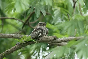 Roosting: Lesser Nighthawk - roosting during the day