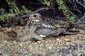 Nightjar: Lesser Nighthawk and Young