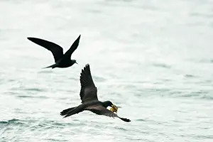 Anous: Lesser Noddy