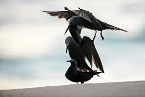 Anous: Lesser Noddy