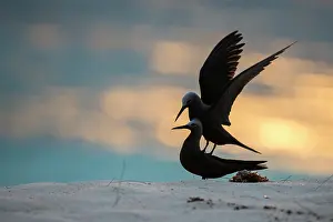 Anous: Lesser Noddy