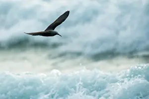 Anous: Lesser Noddy