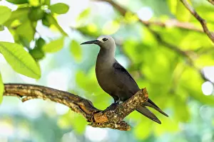 Seychelles: Lesser Noddy - Seychelles