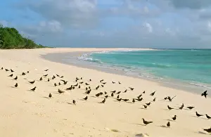 Anous: Lesser Noddy Tern
