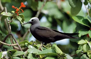 Anous: Lesser Noddy Tern