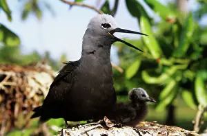 Anous: Lesser Noddy Tern