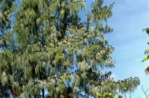 Anous: Lesser Noddy Tern - colony in tree