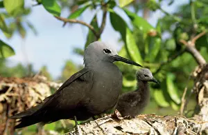 Anous: Lesser Noddy Tern - with young