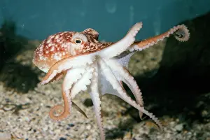 Octopuses: LESSER OCTOPUS