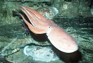 Tentacles: LESSER OCTOPUS