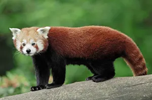 Canid: Lesser Panda, Red Panda (Ailurus fulgens)