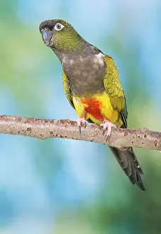 Cyanoliseus: Lesser Patagonian Conure