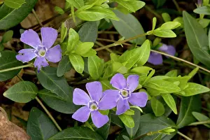 Vinca: Lesser periwinkle in old woodland