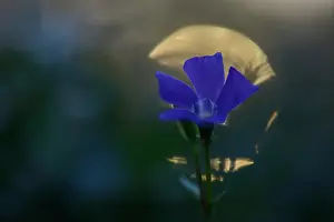 Apocynaceae: Lesser periwinkle (Vinca minor)
