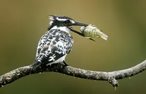 Ceryle: Lesser Pied KINGFISHER