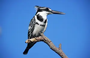 Ceryle: Lesser Pied KINGFISHER - on branch