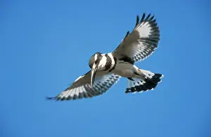 Ceryle: Lesser Pied KINGFISHER - hovering