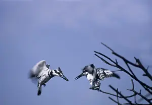 Ceryle: Lesser Pied Kingfishers - courtship display in flight