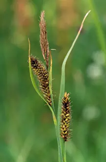 Sedges: Lesser Pond SEDGE