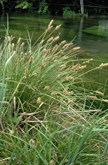 Sedges: Lesser Pond Sedge - by River Itchen