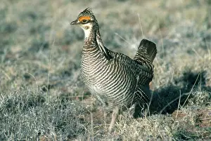 Tympanuchus: Lesser Prairie Chicken