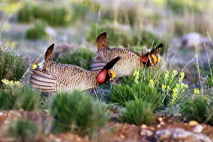 Tympanuchus: Lesser Prairie Chicken